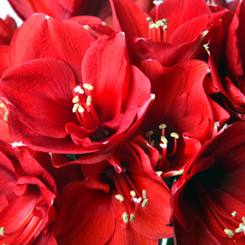 amaryllis rouge