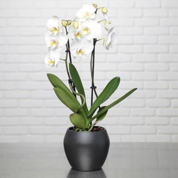 Orchidée phalaenopsis