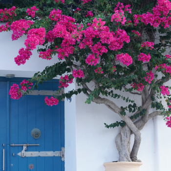 bougainvillier fleuri