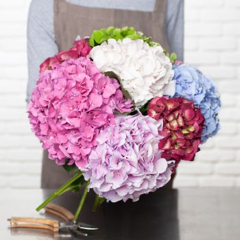 bouquet d'hortensias