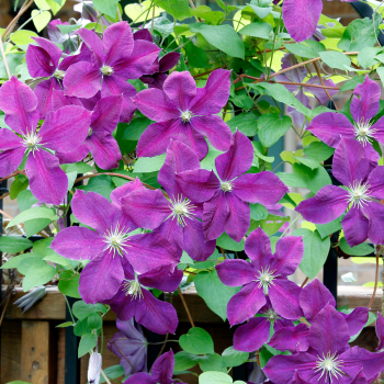 Clématites mauves