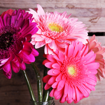 bouquet de gerberas