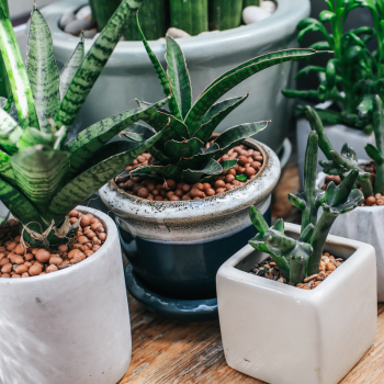 succulentes en pot