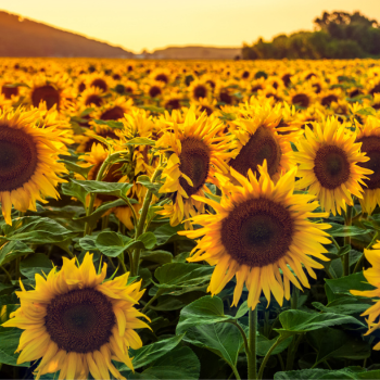 champ de tournesols